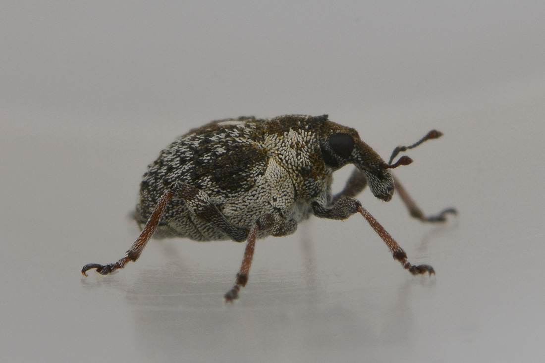 Neophytobius granatus  - Curculionidae